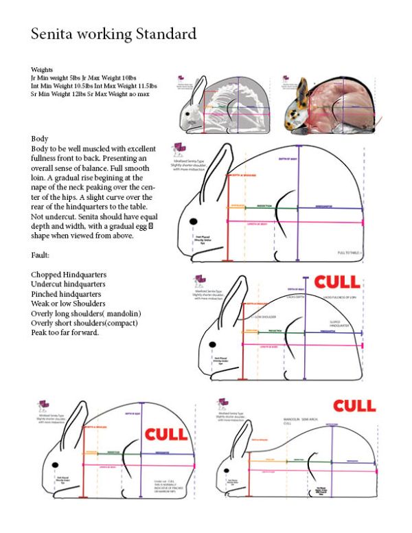 Partiquin - Bun Club Wiki