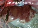 Necrotic Liver